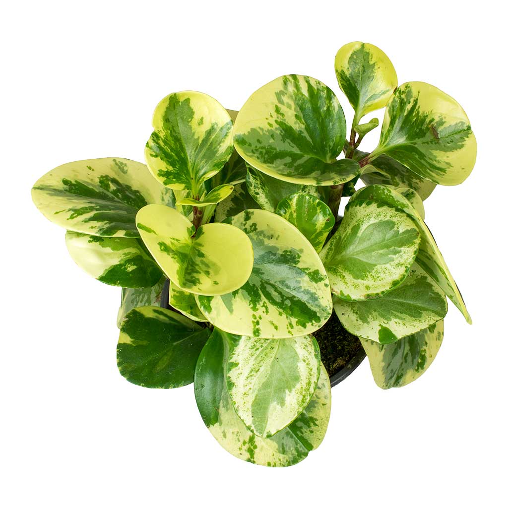 Peperomia obtusifolia Variegata - 12x20cm In Copenhagen Pot Blue - 18.5x9.5cm