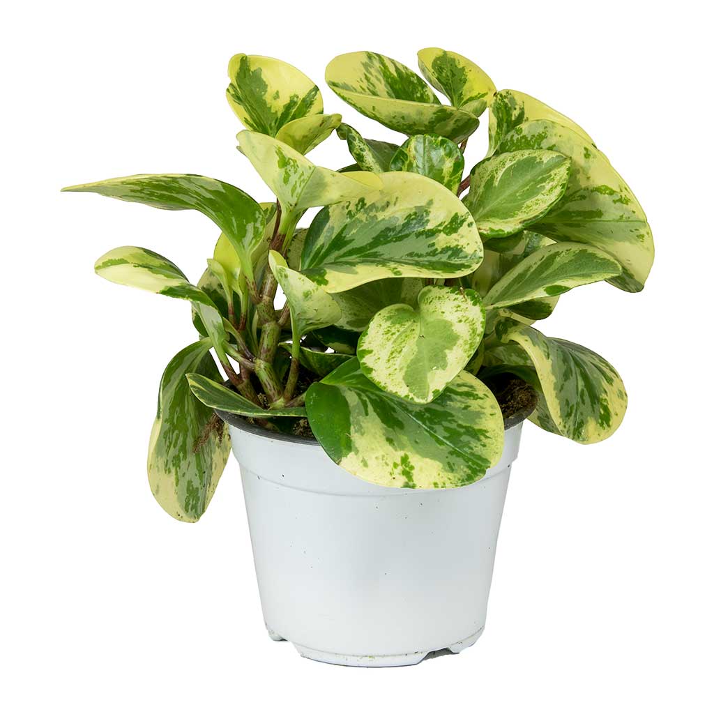 Peperomia obtusifolia Variegata - Variegated Baby Rubber Plant