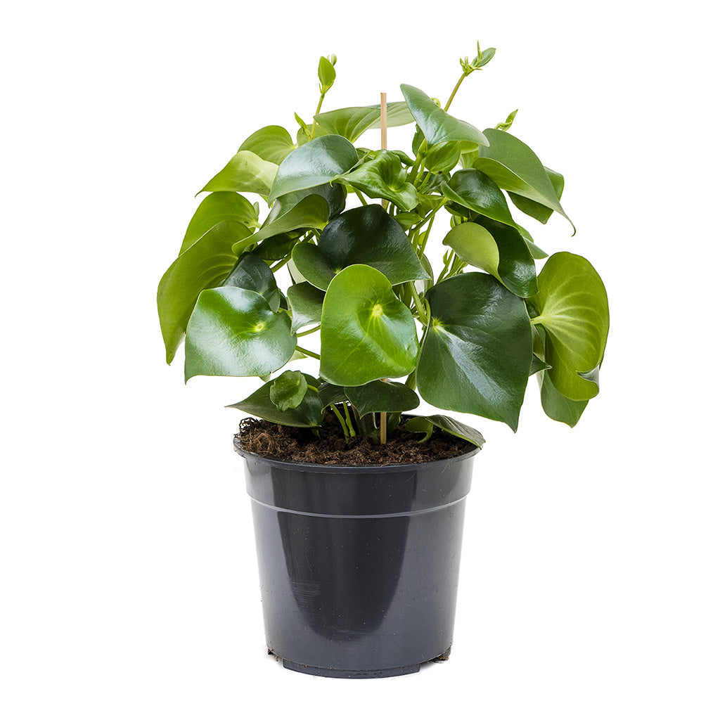 Peperomia polybotrya Raindrop Large