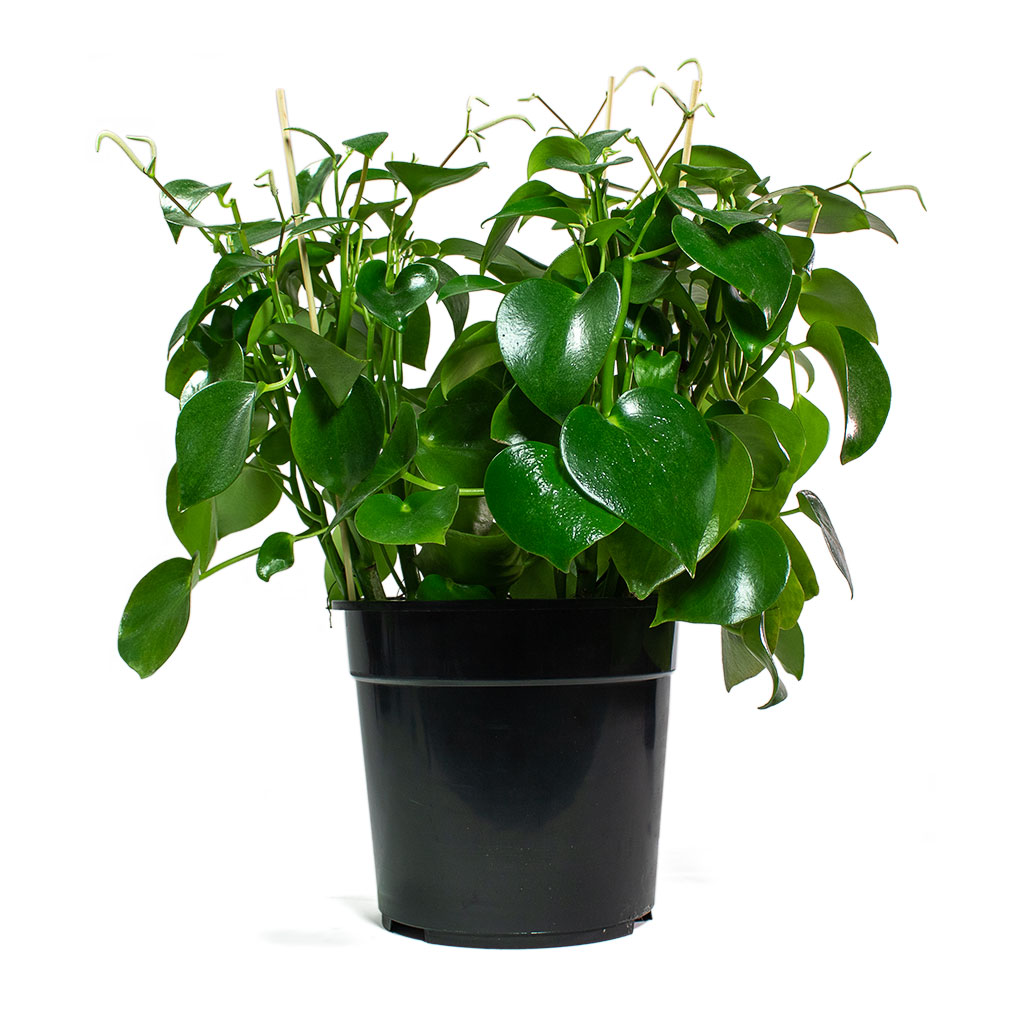 Peperomia polybotrya Raindrop 27cm Houseplant