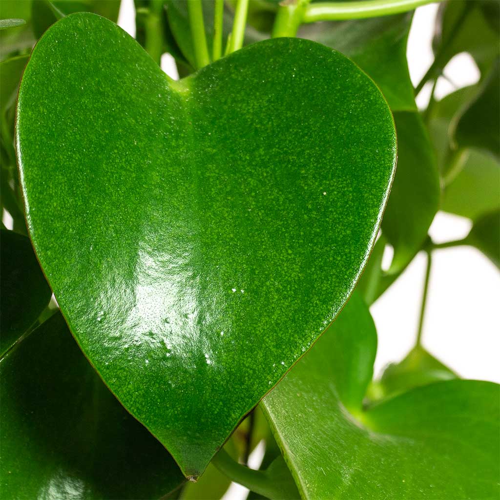 Peperomia polybotrya Raindrop Houseplant Close-Up