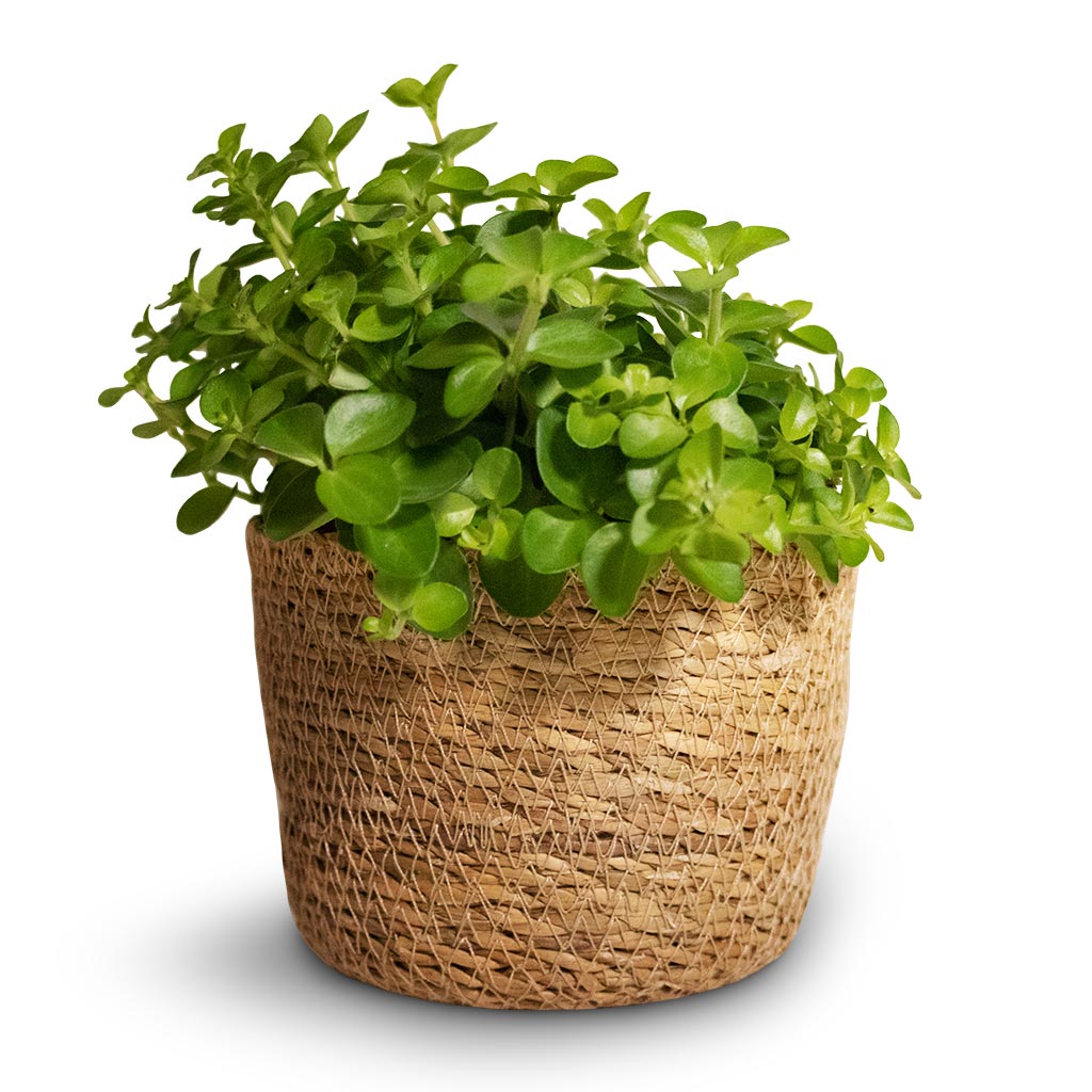 Peperomia rotundifolia - Trailing Jade Plant & Igmar Plant Basket - Natural