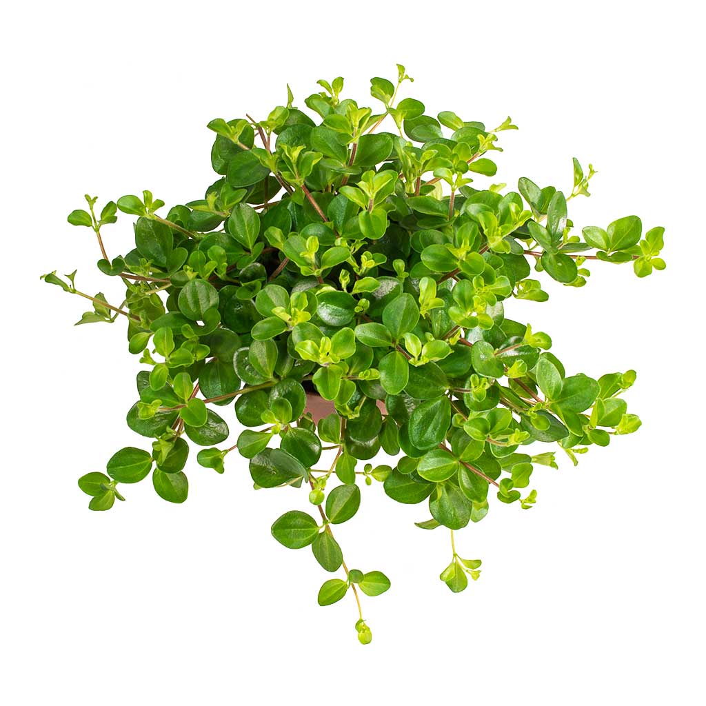 Peperomia rotundifolia Trailing Jade Plant Leaves