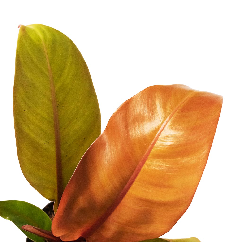 Philodendron Prince of Orange In Geo Jade Green