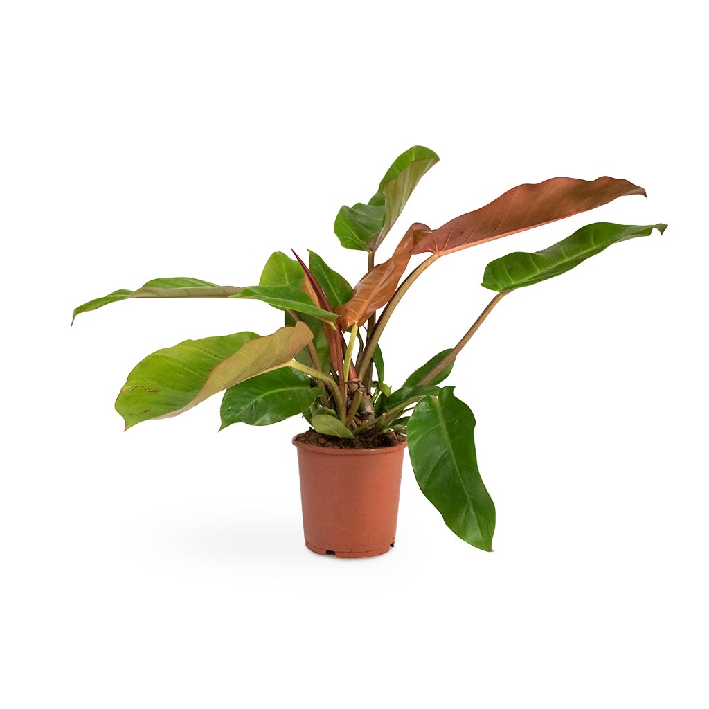 Philodendron Prince of Orange