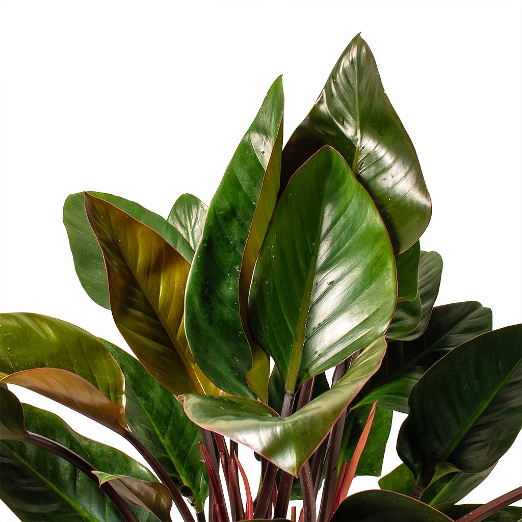 Philodendron Red Beauty & Ryan Plant Pot - Shiny Gold