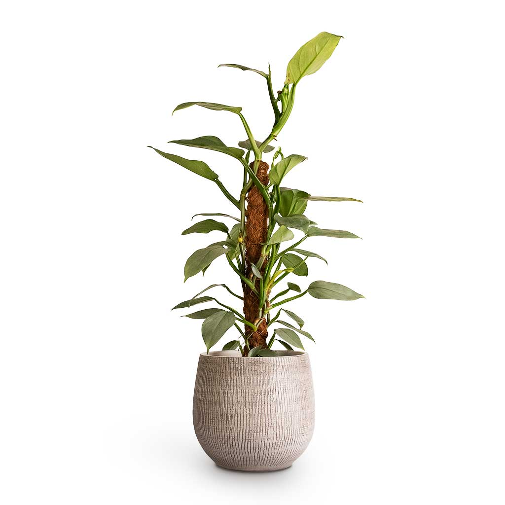 Philodendron Silver Queen Moss Pole &amp; Ryan Plant Pot White Black