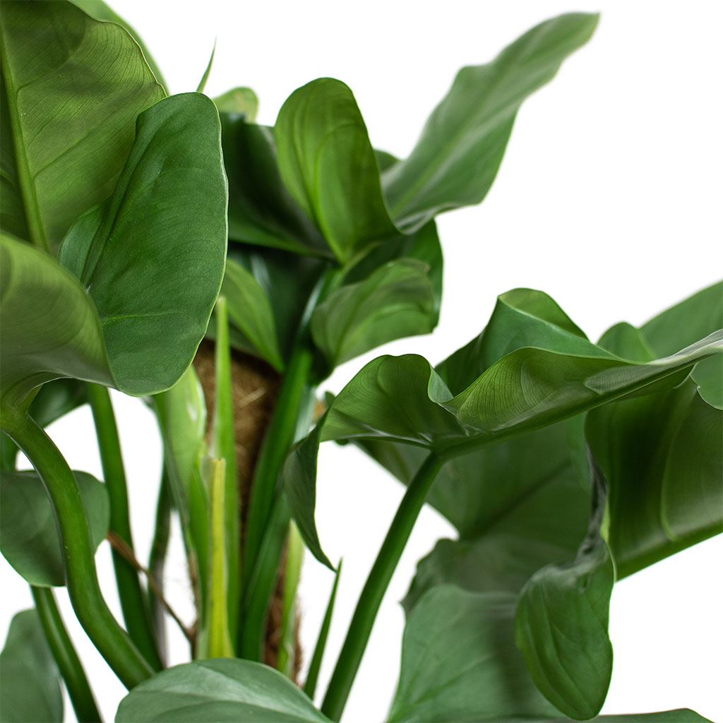 Philodendron Silver Queen Moss Pole & Ryan Plant Pot White Black