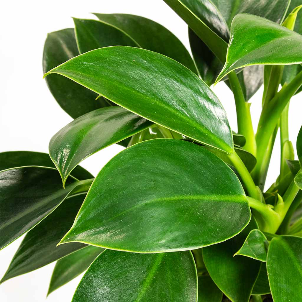 Philodendron erubescens Green Princess & Noud Plant Pot - Marrakesh
