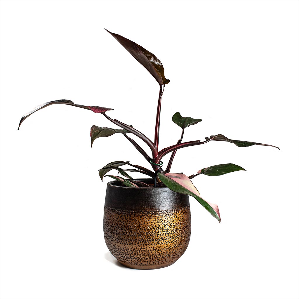 Philodendron erubescens - Pink Princess Houseplant & Plant Pot Mya Mocha 22x20cm