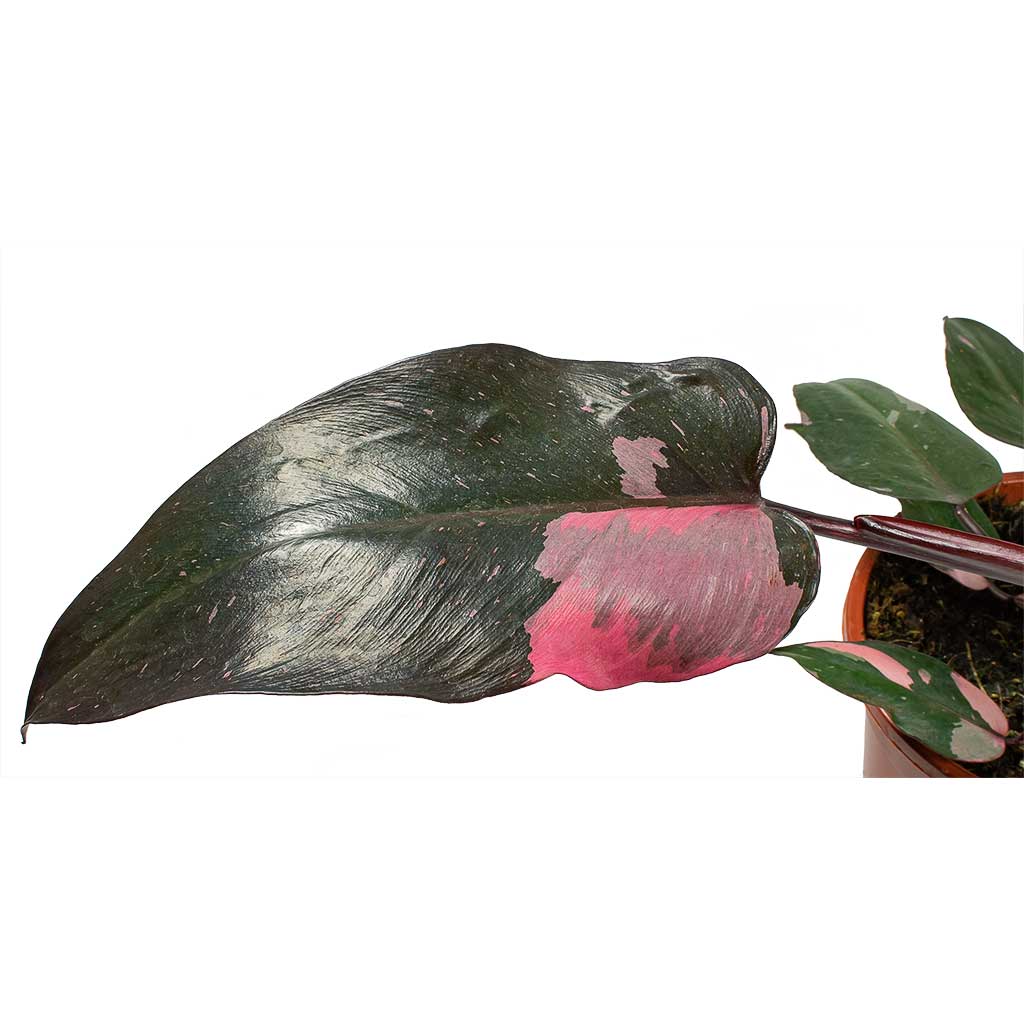 Philodendron erubescens Pink Princess large leaf