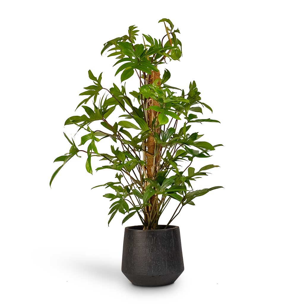 Philodendron pedatum Oak Leaf Philodendron Moss Pole & Raindrop Tube Round Planter Anthracite