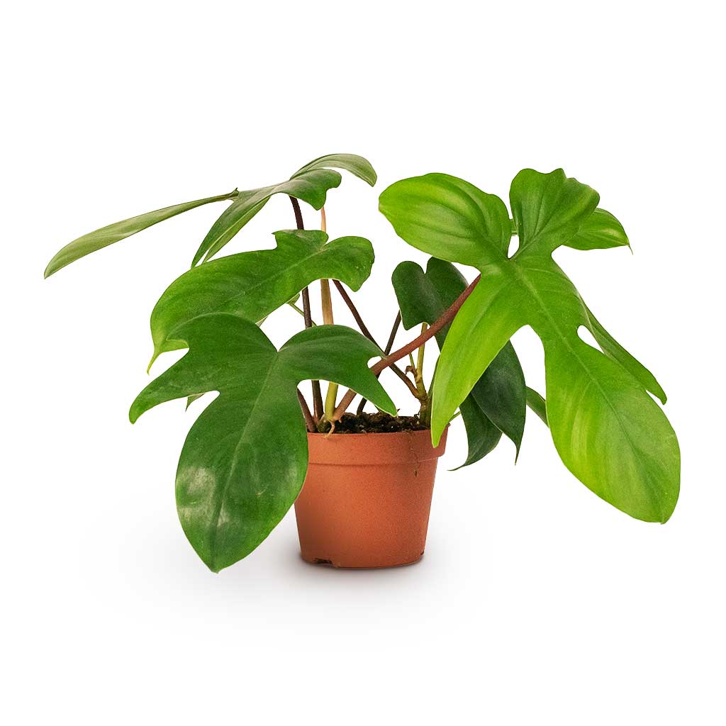 Philodendron pedatum Oak Leaf - 12x25cm In Julian Pot Lilac - 14x14cm