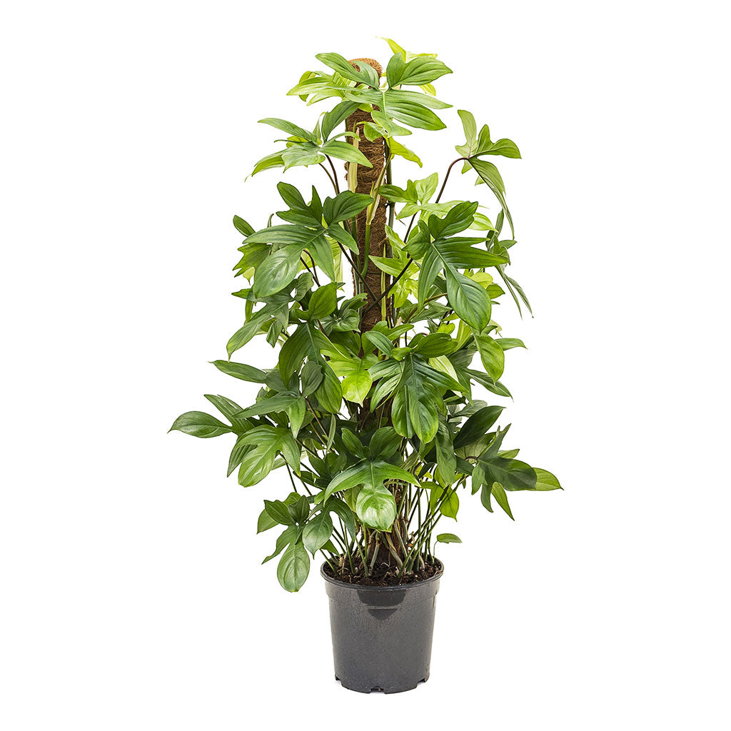Philodendron pedatum Oak Leaf Philodendron
