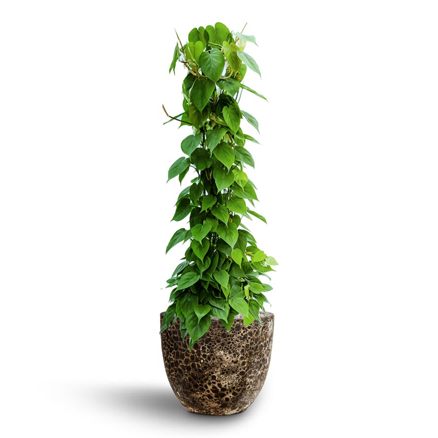 Philodendron scandens - Column - Hydroculture & Lava Couple Relic Planter - Black