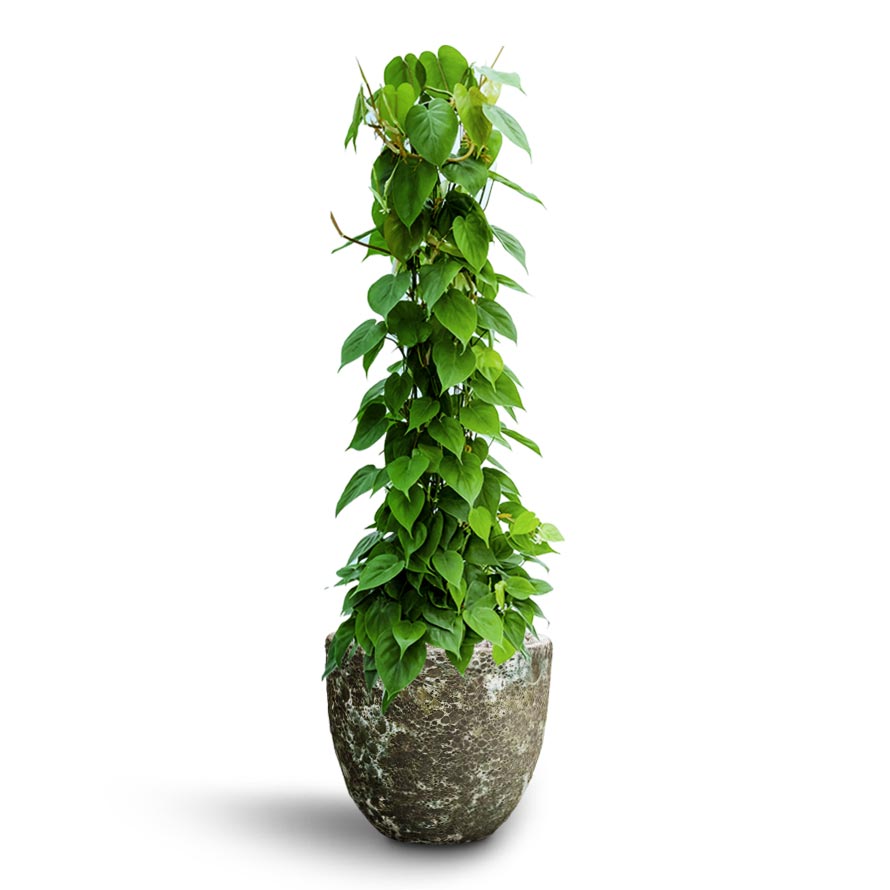 Philodendron scandens - Column - Hydroculture & Lava Couple Relic Planter - Jade