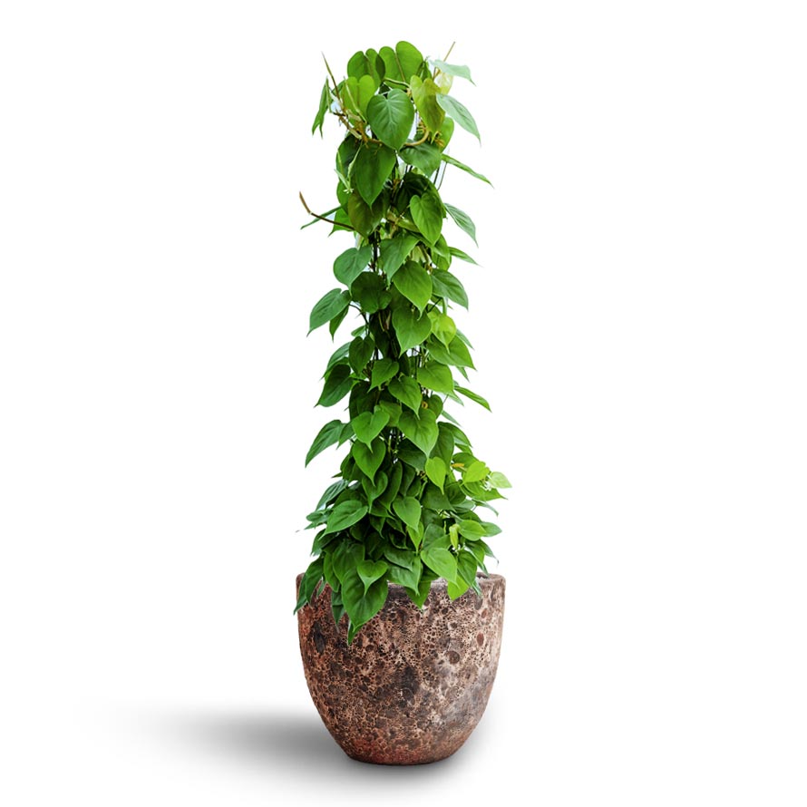 Philodendron scandens - Column - Hydroculture & Lava Couple Relic Planter - Pink