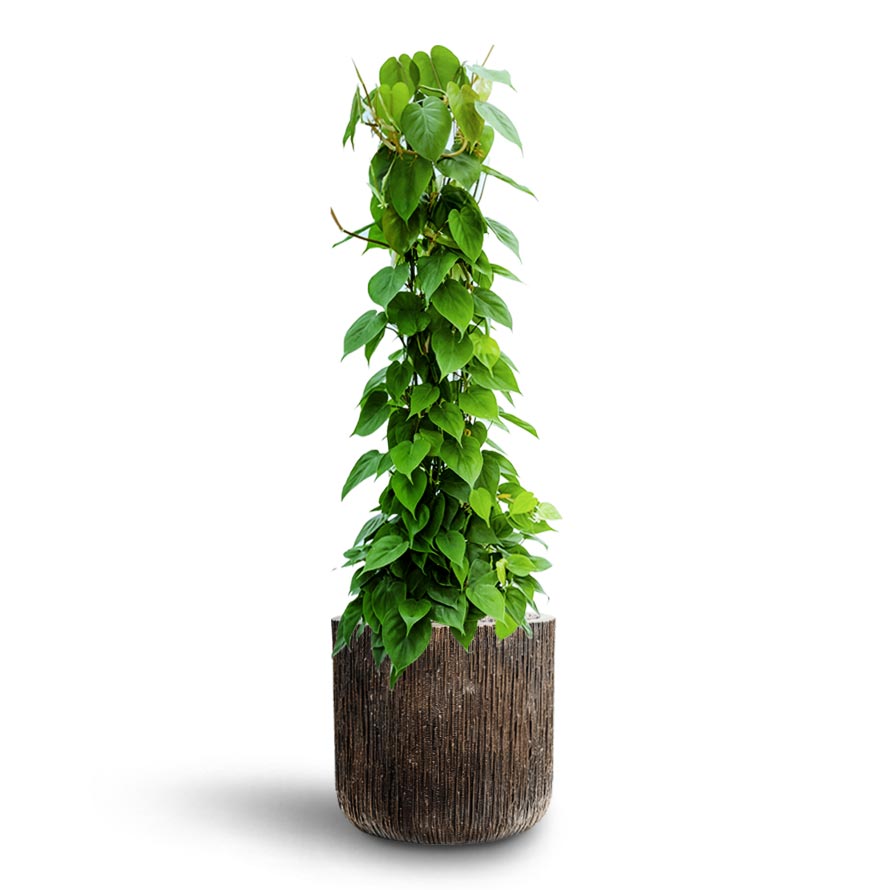 Philodendron scandens - Column - Hydroculture & Luxe Lite Waterfall Cylinder Planter - Bronze