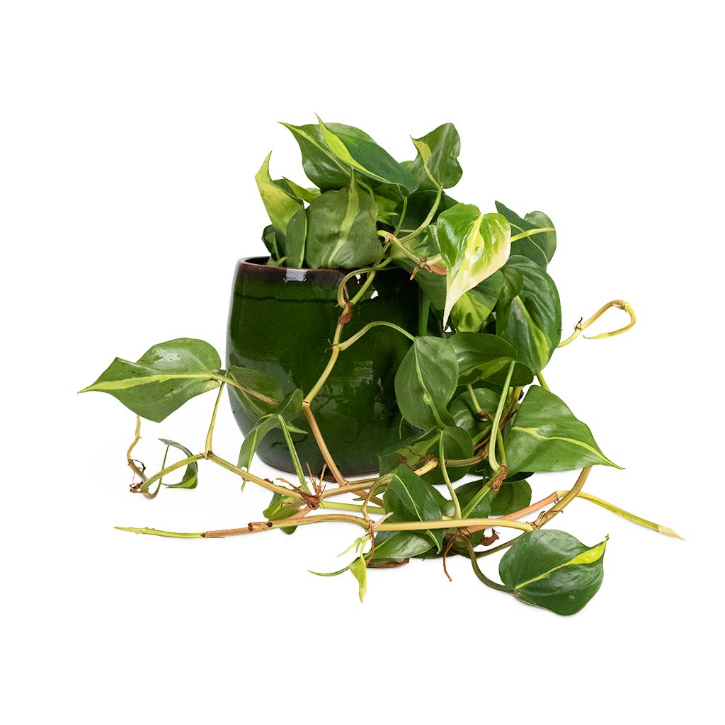 Philodendron scandens Brasil - Sweetheart Plant Houseplant & Charlotte Plant Pot - Green