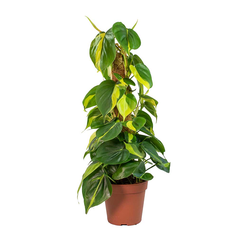 Philodendron scandens Brasil - Sweetheart Plant - Moss Pole & Ocean Glaze Plant Pot - Emerald