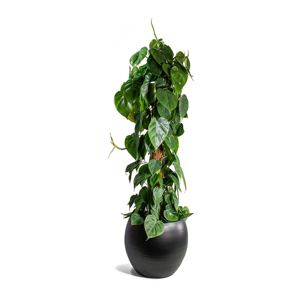Philodendron scandens - Sweetheart Plant Moss Pole & Cresta Plant Pot Matt Black