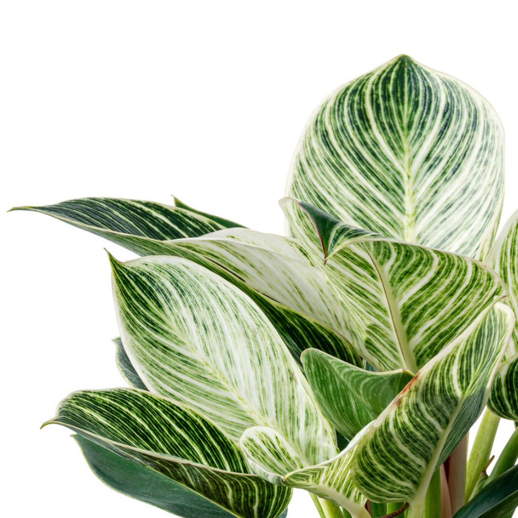 Philodendron Birkin - White Wave leaf stripes