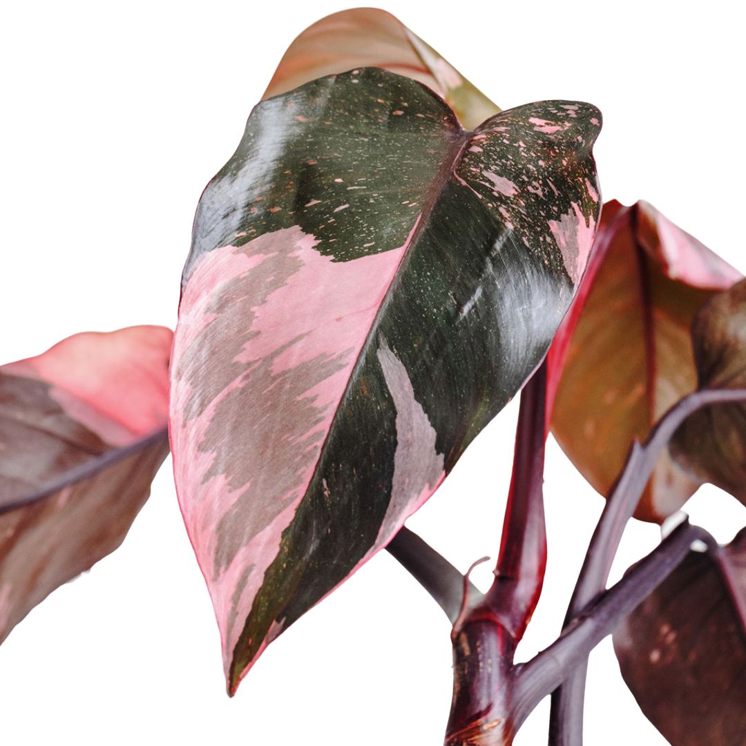 Philodendron erubescens Pink Princess & Puk Essentials Planter - Matt White