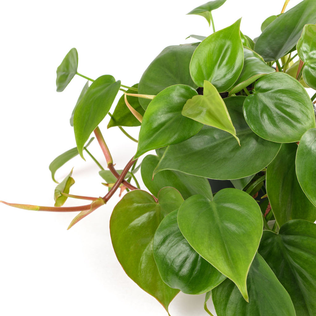 Philodendron scandens - Sweetheart Plant Close Up