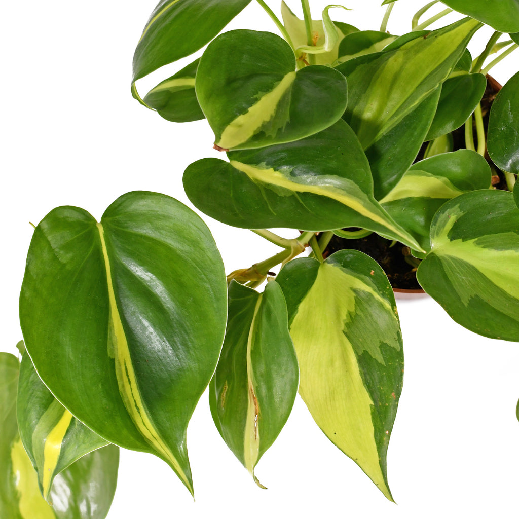 Philodendron scandens Brasil - Sweetheart Plant Close Up