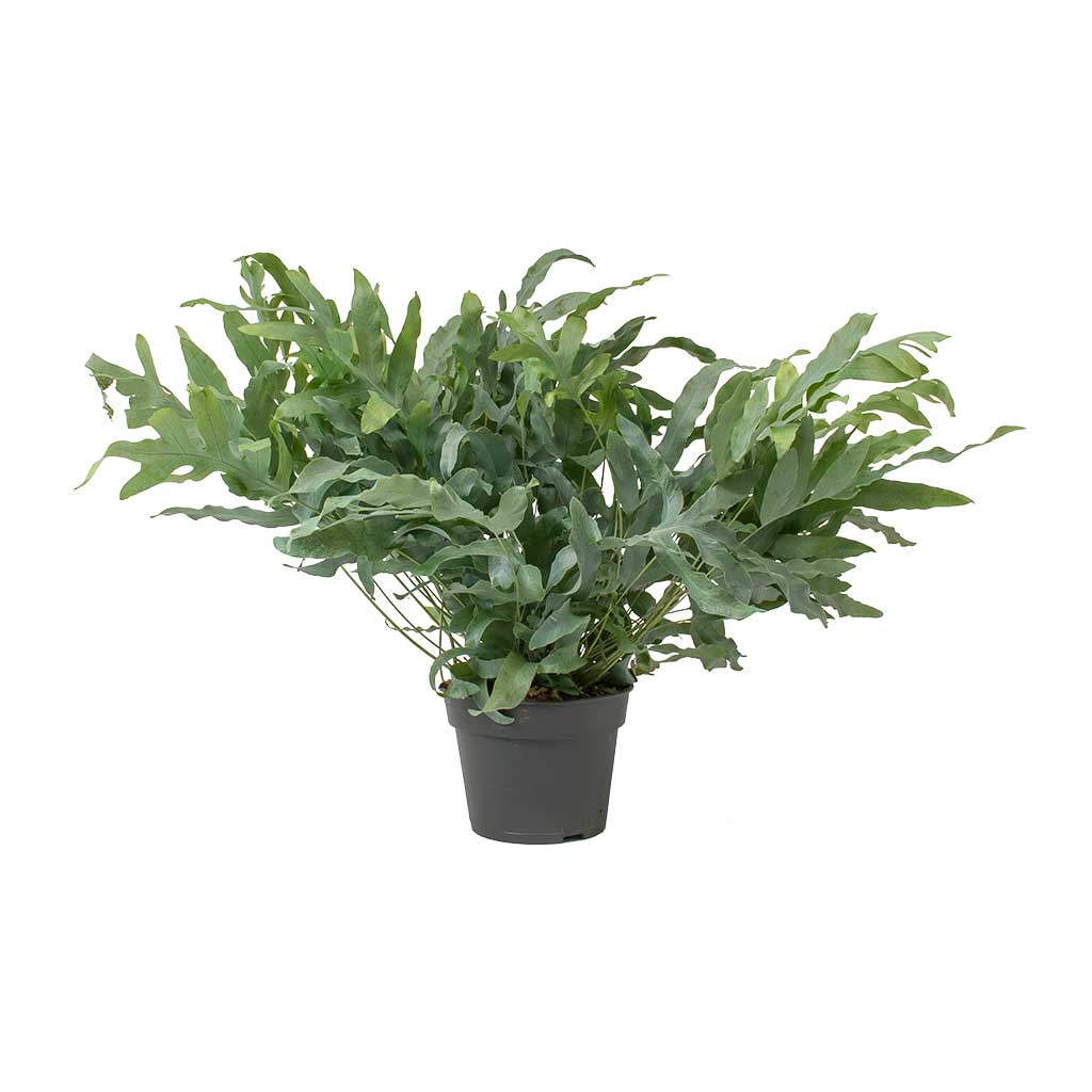 Phlebodium Blue Star - Blue Star Fern Large