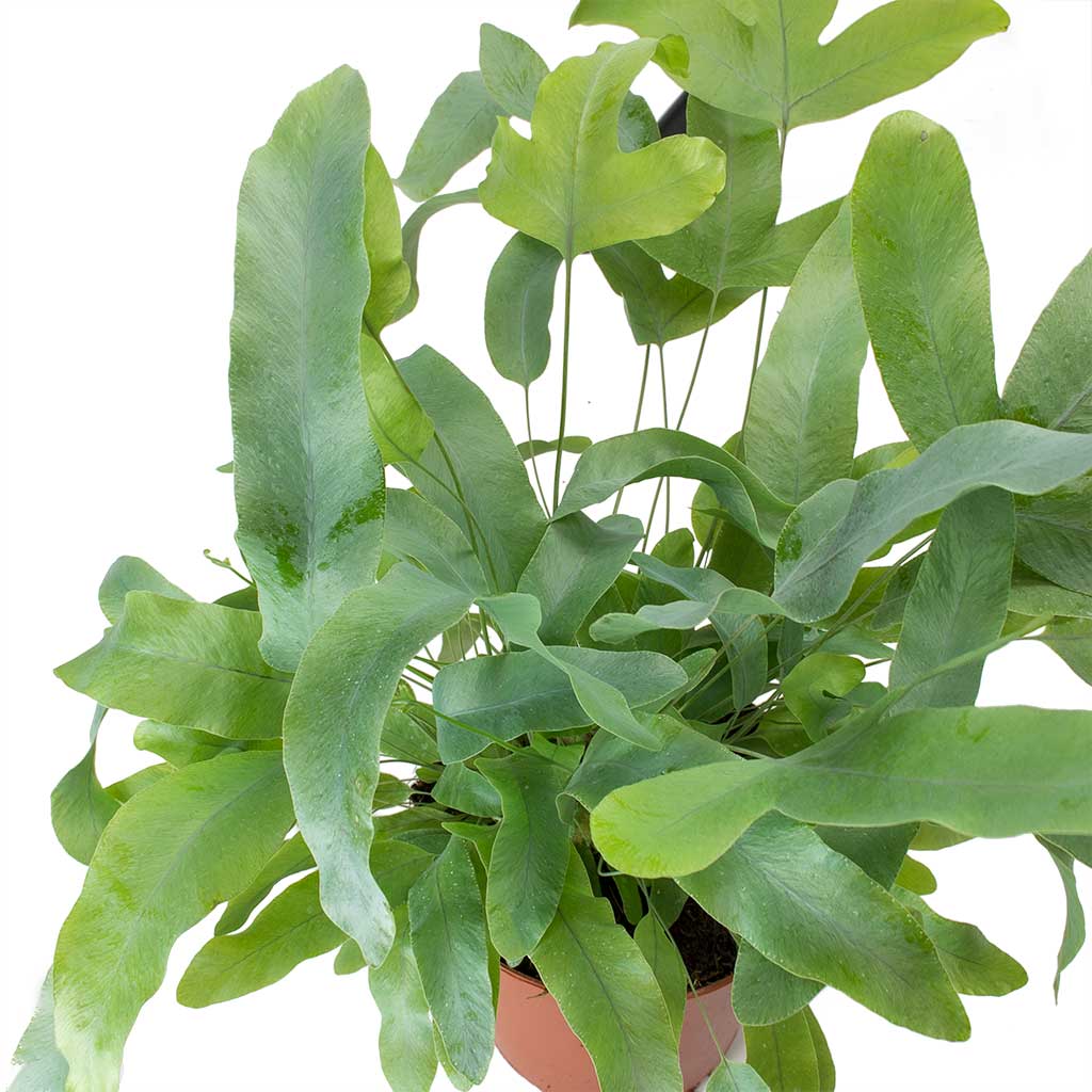 Phlebodium Blue Star - Blue Star Fern Leaves