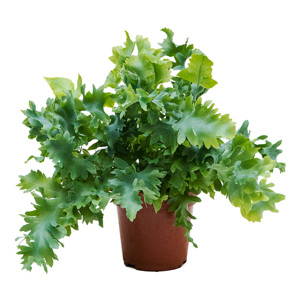 Phlebodium davana Blue Star Fern