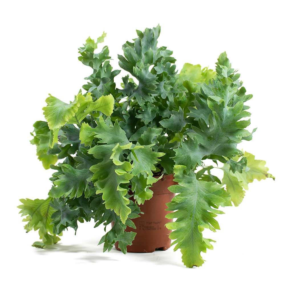 Phlebodium davana Blue Star Fern Houseplant