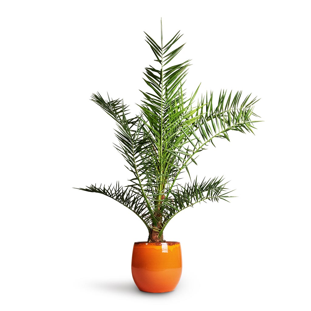 Phoenix Canariensis - Canary Island Date Palm & Charlotte Plan Pot - Orange