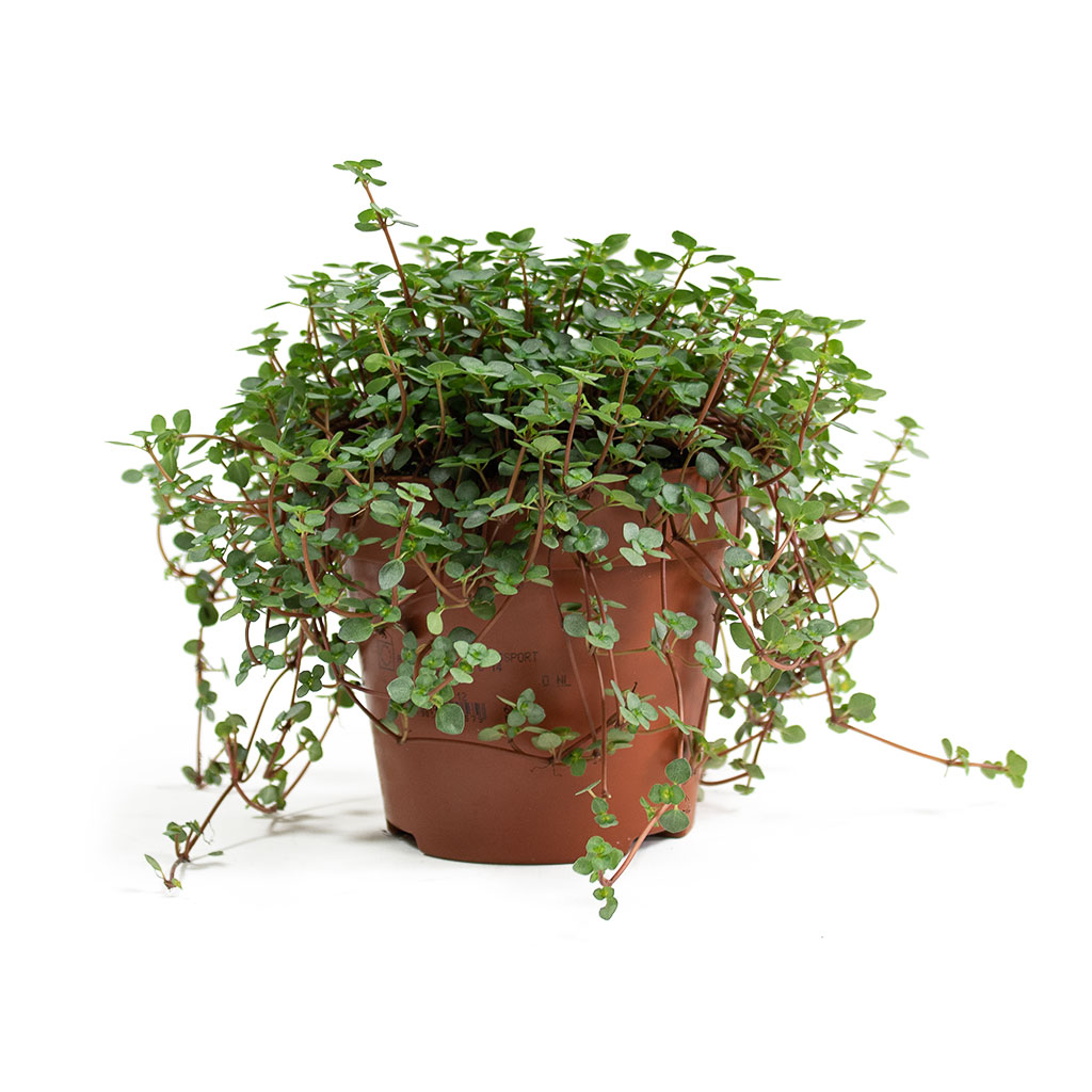 Pilea glaucophylla Greyzy Silver Sparkles Small