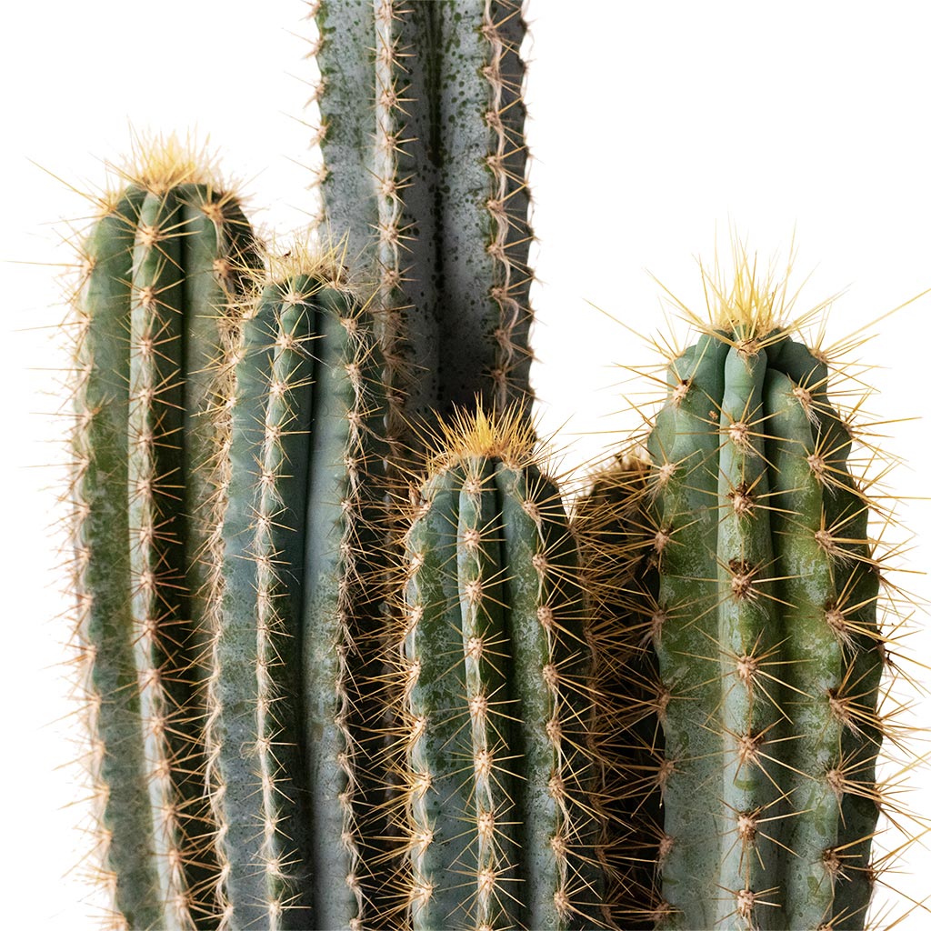 Pilocereus pachycladus azureus In Geo Pot Creme Blue