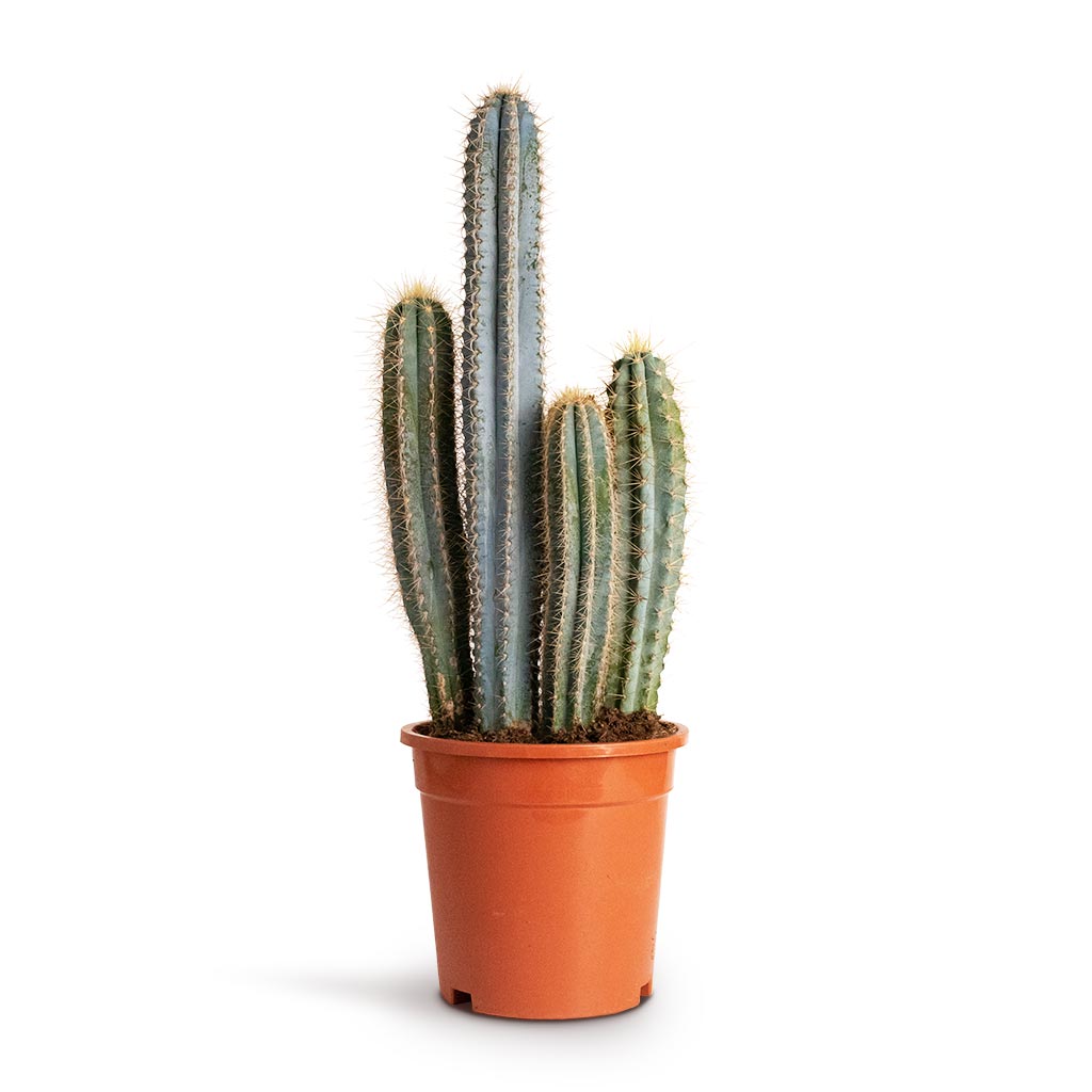 Pilocereus pachycladus - Blue Column Cactus Houseplant