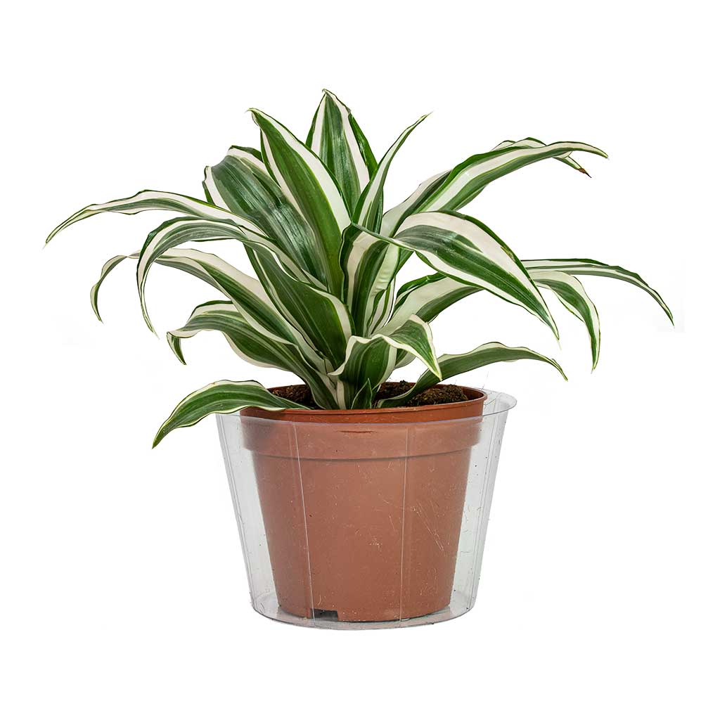 Plant Pot Inlay Liner - Clear - 15 x 10cm