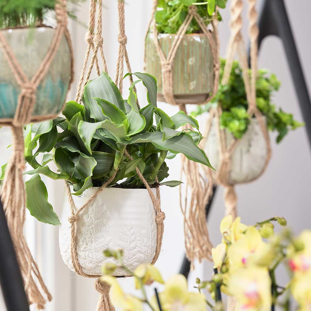 Plant Pot Knotted Hanging Rope