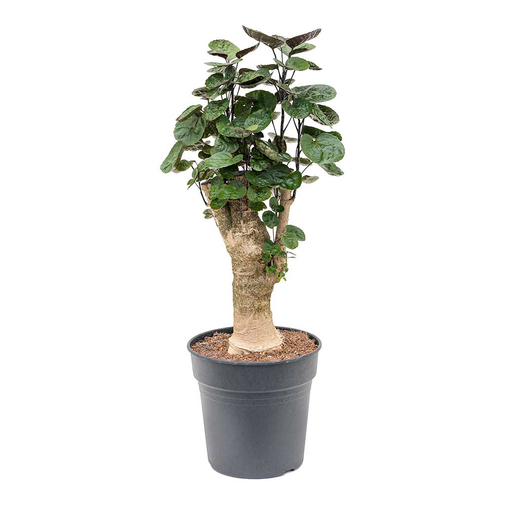 Polyscias Fabian - Aralia Fabian - Small