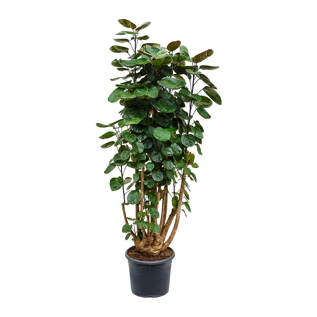 Polyscias Fabian - Aralia Fabian 115cm