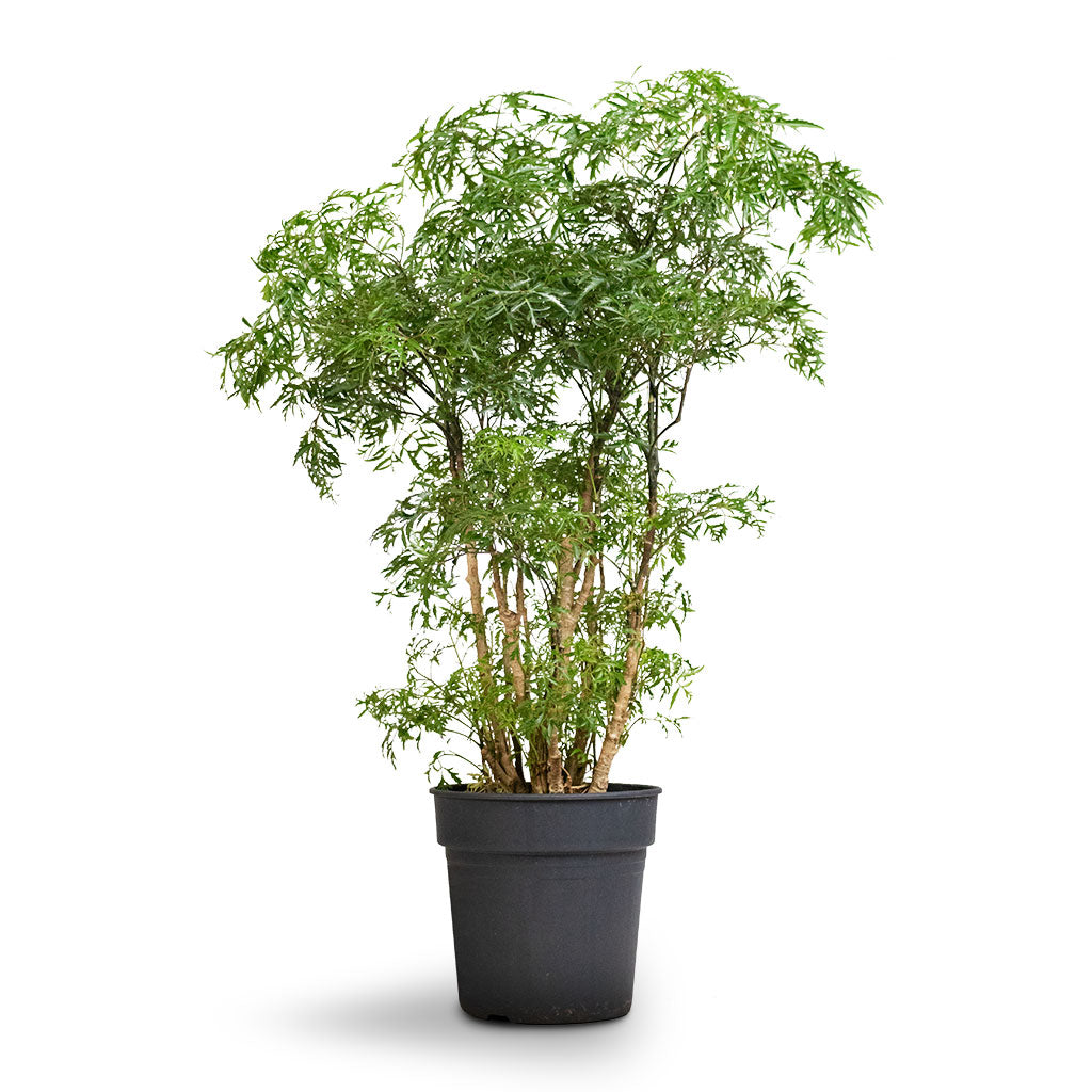 Polyscias Ming - Aralia Ming
