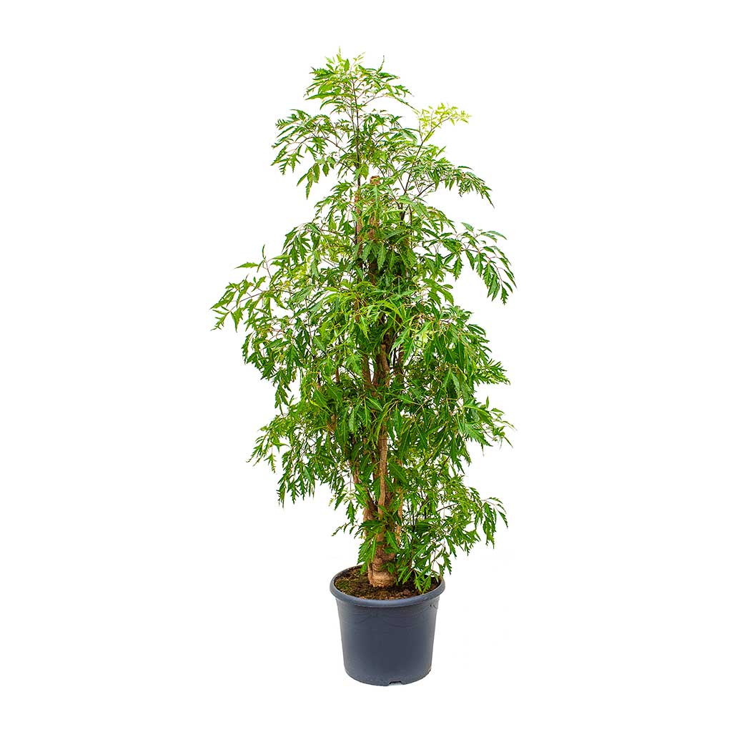 Polyscias Ming - Aralia Ming 29 x 130cm