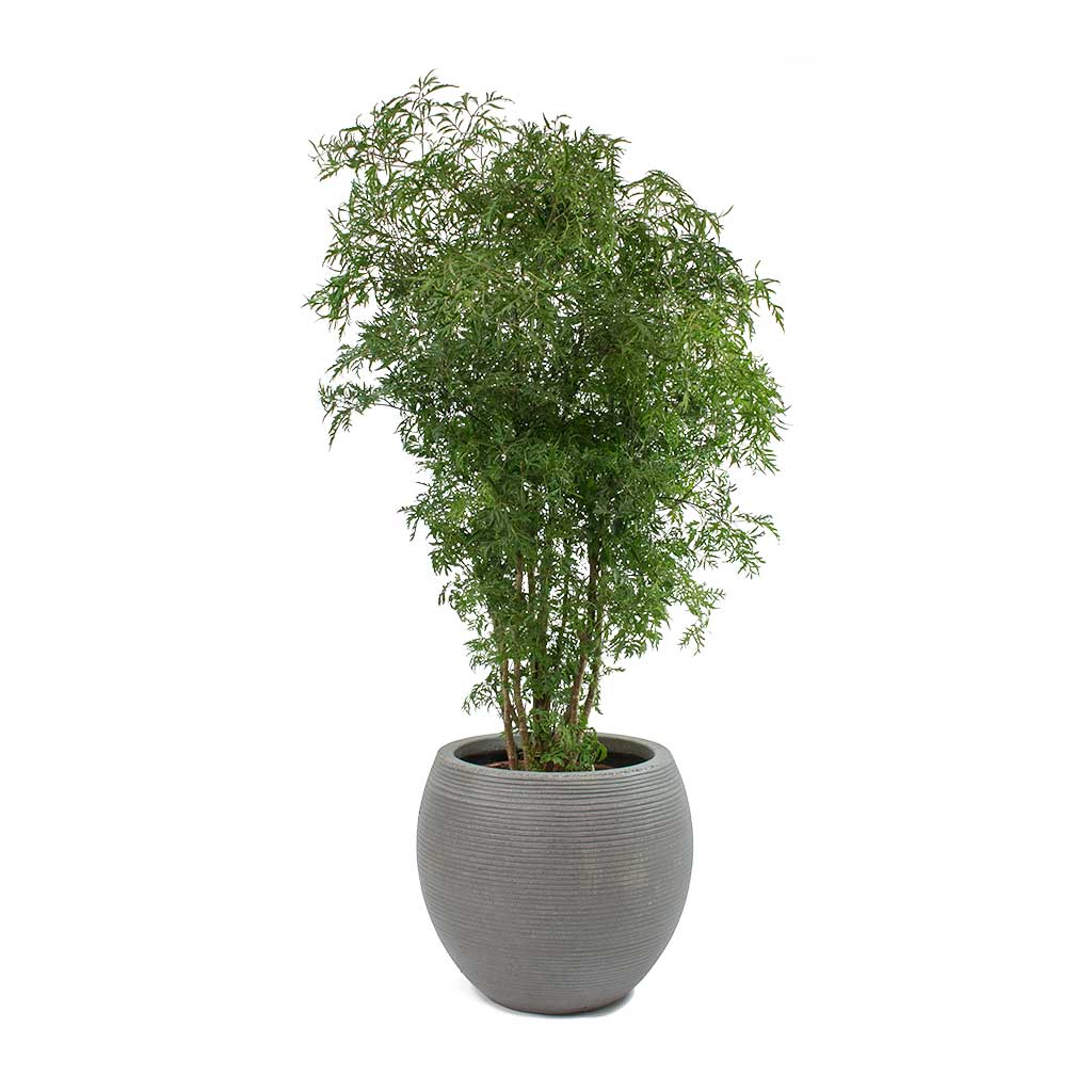 Polyscias Ming - Aralia Ming & Abby Dark Grey Ridged Cement Planter