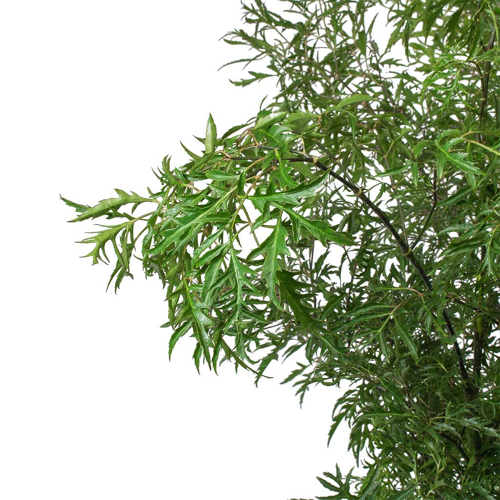 Polyscias Ming - Aralia Ming Leaves