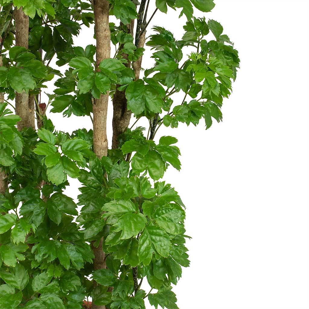 Polyscias Roble Aralia Hydroculture Indoor Plant