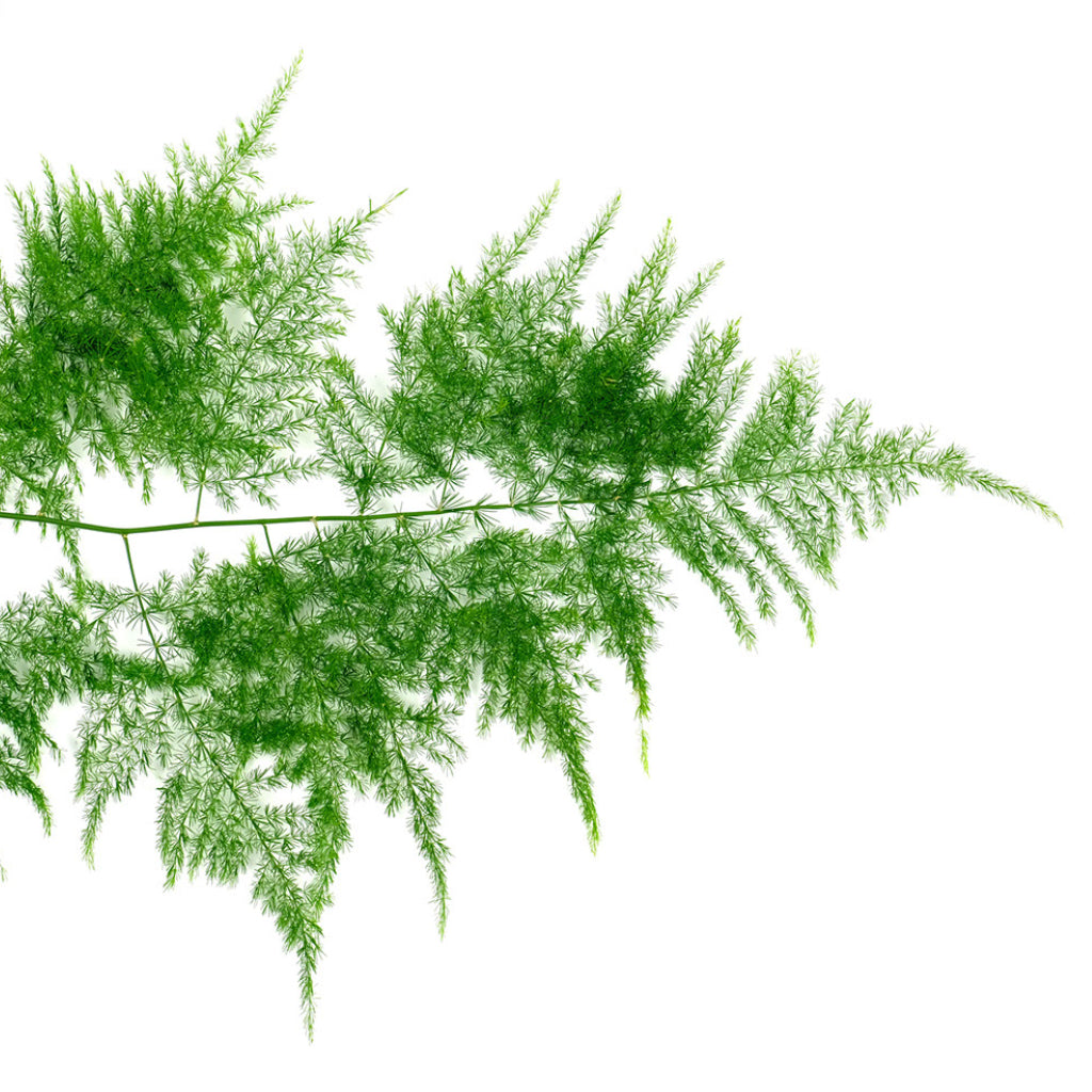 Asparagus setaceus - Lace Fern Close Up