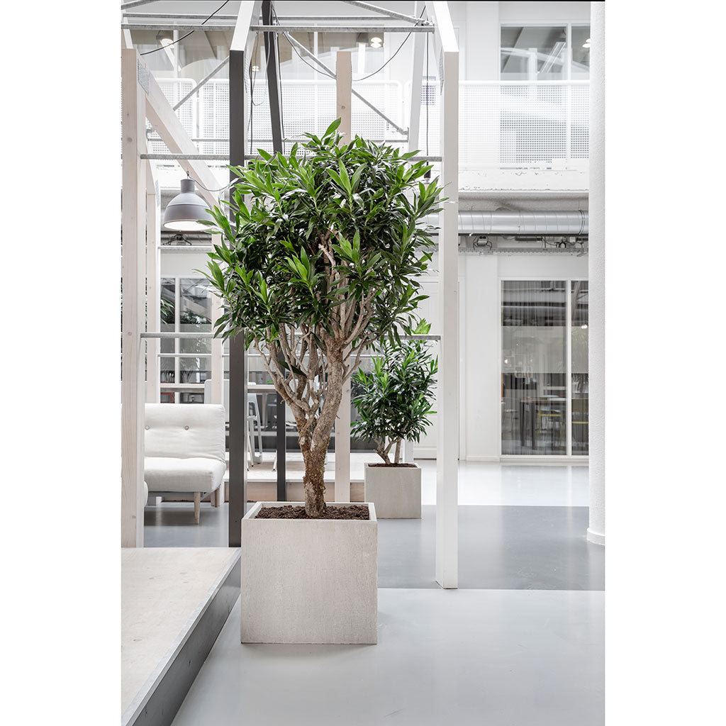 Raindrop Cube Planter Stone Lifestyle