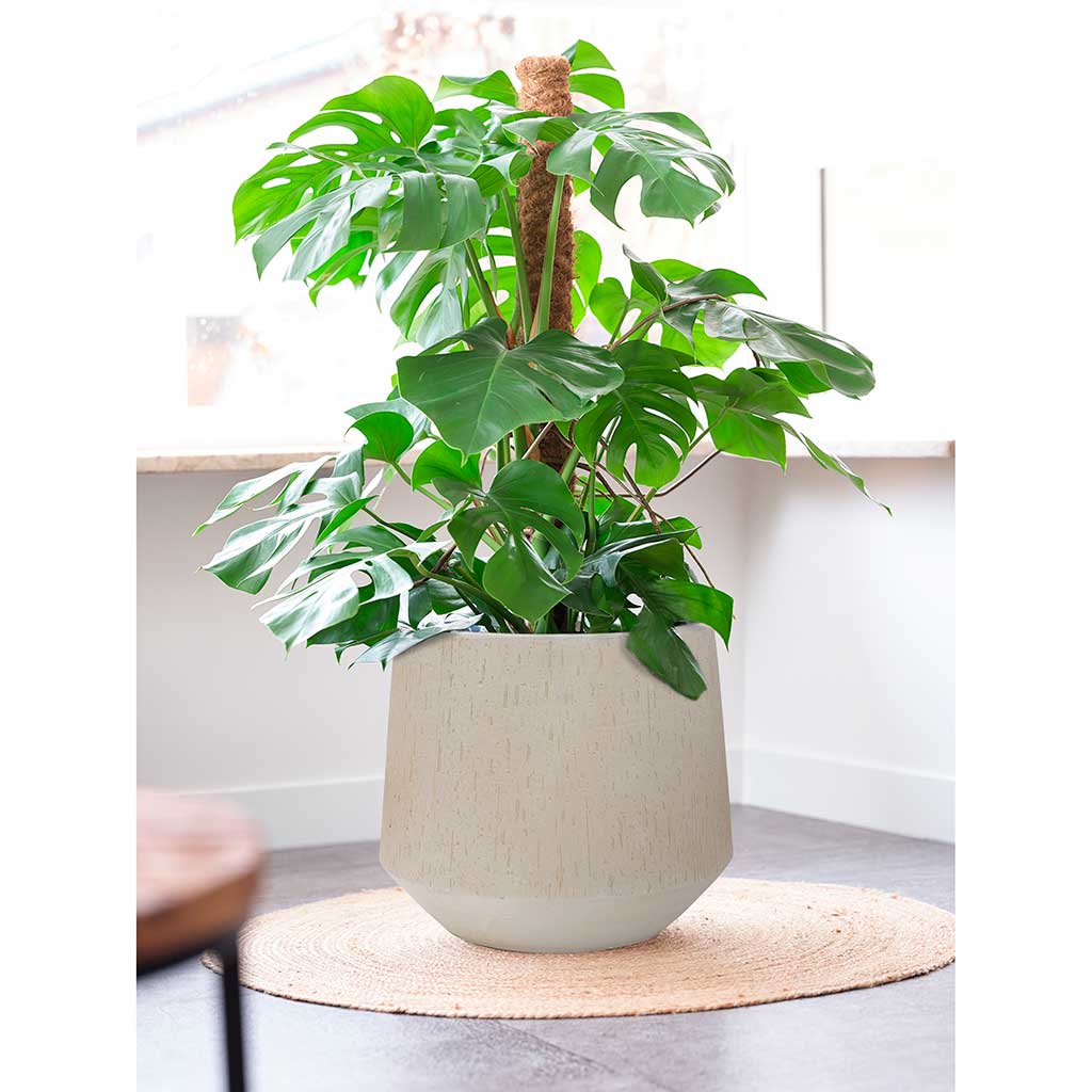 Raindrop Tube Round Planter - Stone - Swiss Cheese Plant