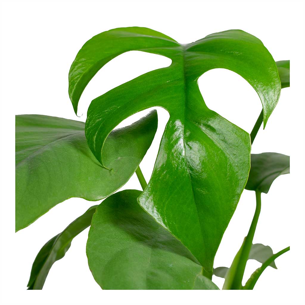 Rhaphidophora tetrasperma Monstera minima Leaves
